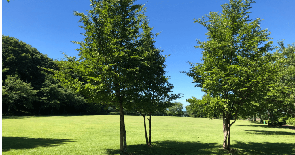 龍神の杜公園「のびのび広場」