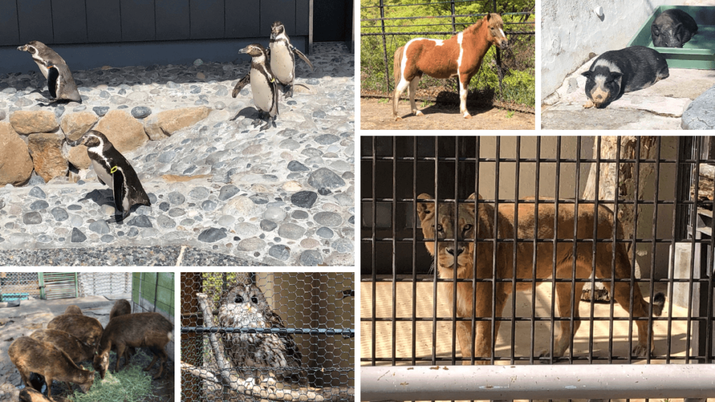 小諸市動物園の動物