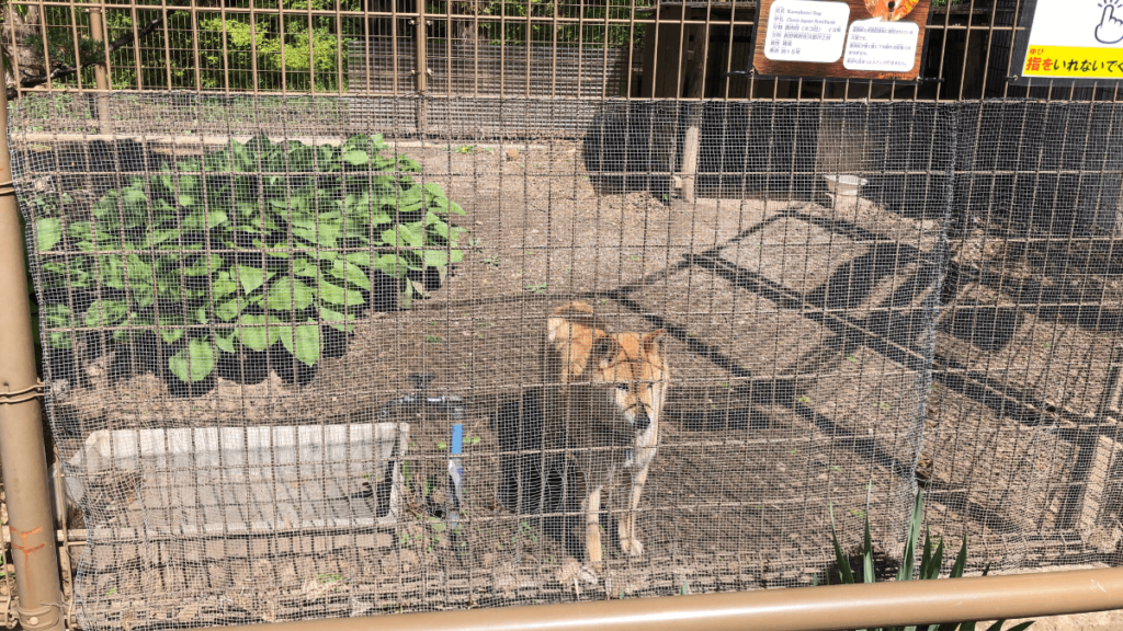 小諸市動物園の川上犬