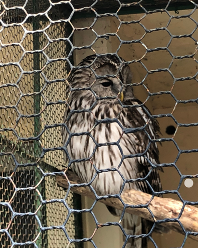 小諸市動物園のふくろう