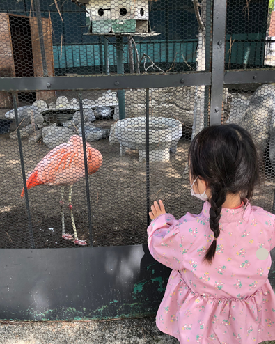 小諸市動物園のフラミンゴ