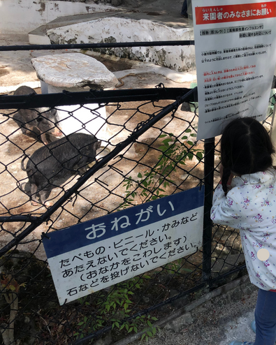 小諸市動物園のミニブタ