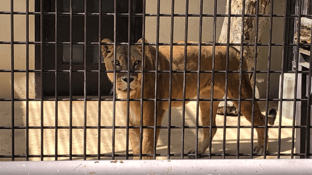 小諸市動物園のライオン