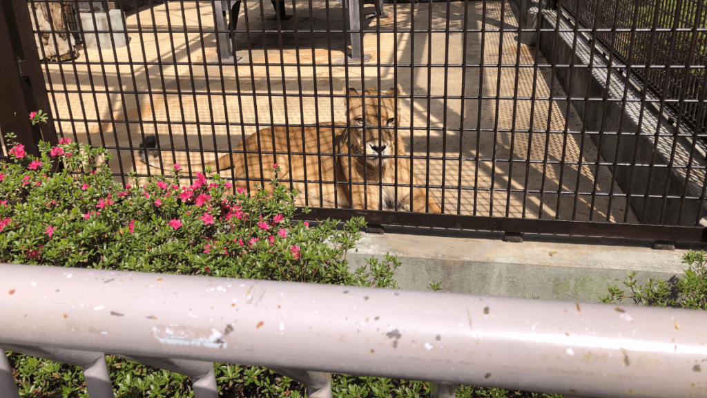 小諸市動物園のライオン