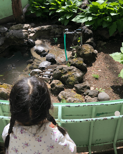 小諸市動物園の亀