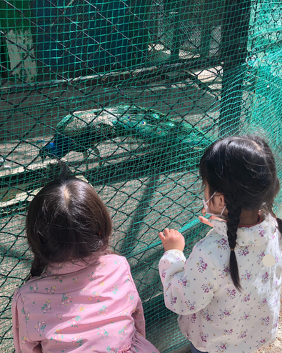 小諸市動物園の孔雀