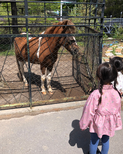 小諸市動物園のポニー