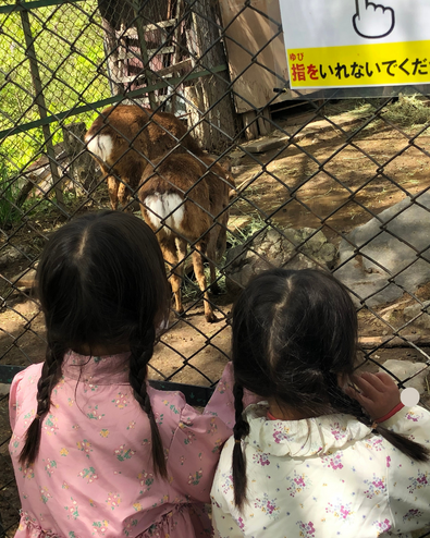 小諸市動物園のヤクシカ