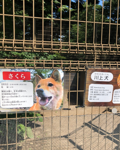 小諸市動物園の川上犬